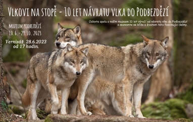Vlkovi na stopě - deset let od návratu vlka do Podbezdězí | Muzeum Podbezdězí